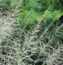 Image result for Sporobolus molleri