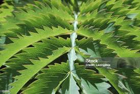 Image result for Melianthaceae