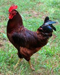 He is super sweet and has imprinted on may family in the short time that we have had him. The Ultimate Guide To The Rhode Island Red Mranimal Farm