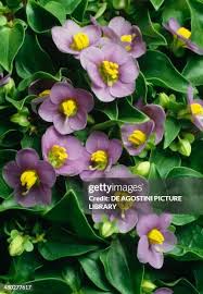 Image result for Exacum