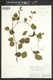 Image result for Rhynchosia holstii