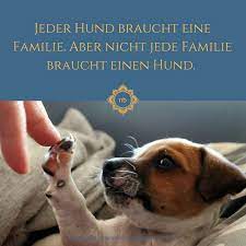 Hund Tierschutz Spruche Tierliebe Spruche Tiere Hundespruche