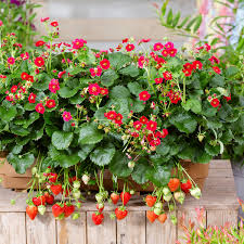 Der sommer ist ideal für die. Balkon Erdbeere Rotblutig Im Ca 11 Cm Topf Online Kaufen Bei Gartner Potschke