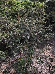 Image result for Grewia hornbyi