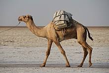 Find the best offers at dromedar wholesale marketplace. Dromedar Wikipedia