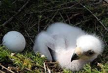 Keeping eggs alive why are eggs sometimes seemingly left unattended? Reproduction And Life Cycle Of The Golden Eagle Wikipedia