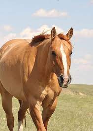 Playsational Quarter Horse Horses Quarter Horse Beautiful Horses