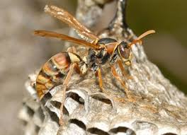 If you've noticed hornets buzzing around your yard and want to get rid of them, track them back to their nest. How To Get Rid Of Wasps Pestxpert