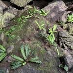 Image result for Asplenium uschiae
