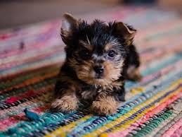 Published on jun 30, 2021 09:17 pm ist under the leadership of shikhar dhawan, a young indian team has arrived in sri lanka to play a bilateral series against the hosts. Guide On Importing A Puppy To The Uk 2021 Regulations Pets That Travel
