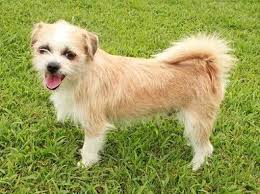 Apr 10, 2020 · the shih tzu is a wonderful toy companion with locks of long fur that put even the best show dogs to shame. All About The Adorable Shih Tzu Chihuahua Mix Shichi