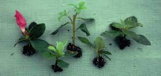 Rooting Rhododendron And Azalea Cuttings Flower Garden Plants Plant Cuttings Azaleas