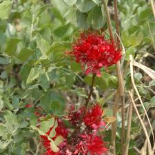Image result for Schotia capitata