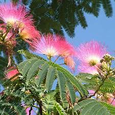 Image result for Albizia grandibracteata