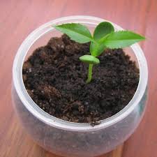 Growing Apple Seeds Apple Tree From Seed Seed Germination Apple Seeds