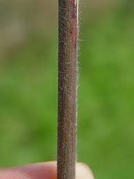 Image result for Leptochloa uniflora