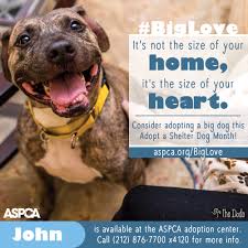 Our staff is available to offer guidance and suggestions during the pet's transition to his or her. October Is Adopt A Shelter Dog Month Share The Biglove Update 10 19 The Paw Report