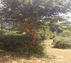 Image result for Bridelia micrantha