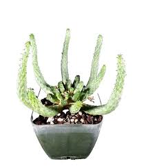 Image result for Pterodiscus aurantiacus