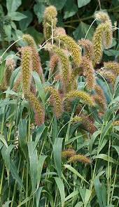 Image result for Setaria lindenbergiana