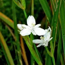 Image result for Craibia grandiflora