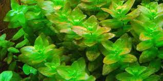 23 Easy To Grow Low Light Plants For Your Aquarium Aquatic Mag Plants Low Light Plants Planted Aquarium