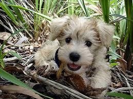 Give loving forever home on e pups. List Of Poodle Cross Breeds Ranked Via Attractiveness Groomarts