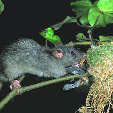 We did not find results for: Boom Time For New Zealand S Rats As Lockdown Gives Them Free Rein In Cities New Zealand The Guardian