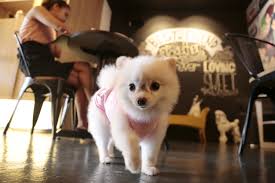 Juicy bar & grill restaurant/cafe 41200 klang. Now Open Check Out Klang S Dog Friendly Cafe Tivoli