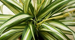 Image result for Chlorophytum hirsutum