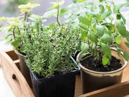 Others do best in pots, which you can bring indoors in autumn. How To Plant Grow And Harvest Thyme