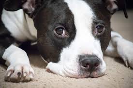 Maybe you would like to learn more about one of these? Black And White Pitbull A Sweetheart That Breaks Stereotypes