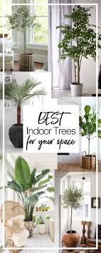Best Indoor Trees How To Care For Them House Plants Indoor Large Indoor Plants Indoor Tree Plants