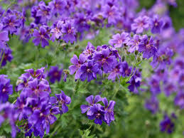 Image result for Geranium