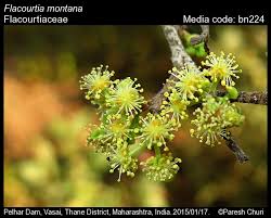 Image result for Flacourtia