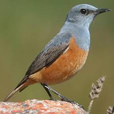 Image result for Subularia monticola