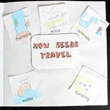 How Seeds Travel Plant Printables For A Plant Unit Children Garden Seeds Plant Activities Plant Science Plants Unit