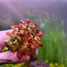 Image result for Ludwigia senegalensis