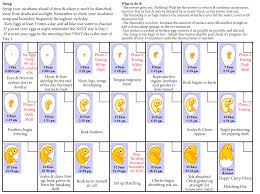 chicken hatch calendar incubating chicken eggs hatching