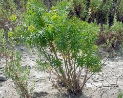 Image result for Euphorbia stenocaulis