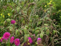 Image result for Nesaea aspera