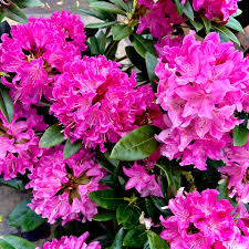 Image result for Rhododendron