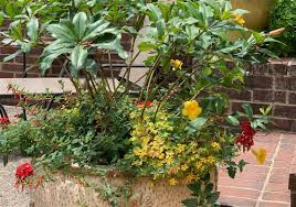 Find images of container garden. Making The Most Of A Container Garden Pittsburgh Post Gazette