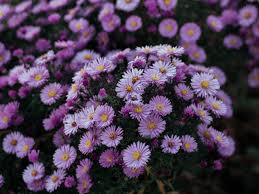 Plant at least two apple trees. 21 Easy Perennials To Plant In Canada Chatelaine