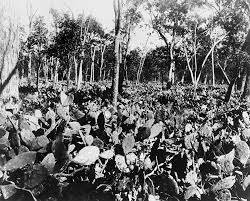These are the common methods to propagate a many cacti species propagate asexually by means of growing lateral shoots or offsets. Prickly Pear Eradication National Museum Of Australia