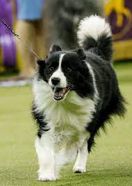 Flynn A Bichon Frise Takes Best In Show At Westminster Border Collie Collie Border Collie Dog
