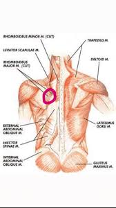 The word scapula (with the accent on the first syllable) is latin. Shoulder Blade Pain Album On Imgur