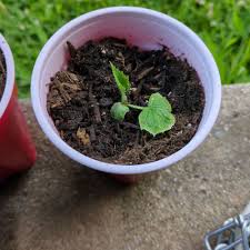 Image result for Cucumis sacleuxii