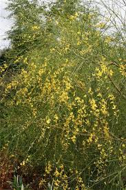 Image result for Genista