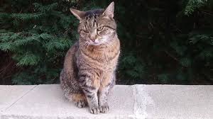 Man sollte also frühestens mit fünf monaten über eine kastration nachdenken. Jetzt Ist Der Zeitpunkt Zur Kastration Gekommen Katzen Veranstaltungen
